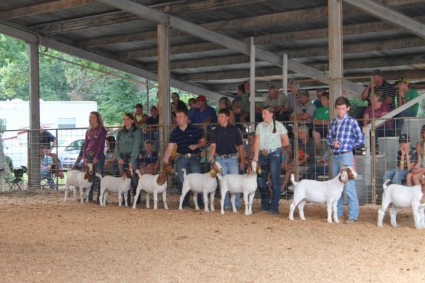 SHS FFA members Melanie Hartman, Jarod Watson, Jacob Zortz and Jordann Lunsford competing in the senior showmanship division of the Market Goat Show held Thursday night at the Crawford County Fair. 